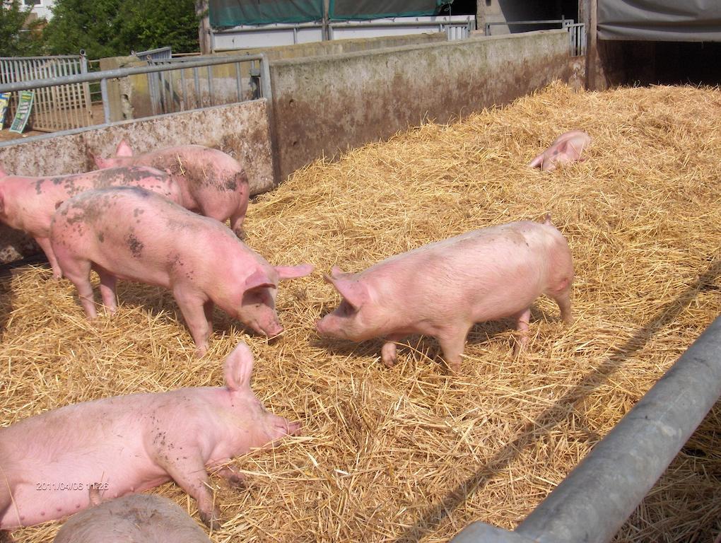 La Ferme Chauvet Bed & Breakfast Chantenay-Villedieu Екстериор снимка
